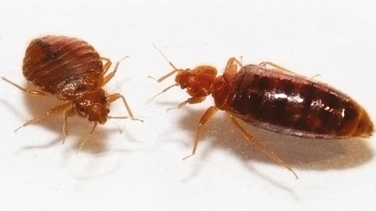 Unfed and fed bed bugs Unfed and fed bed bugs